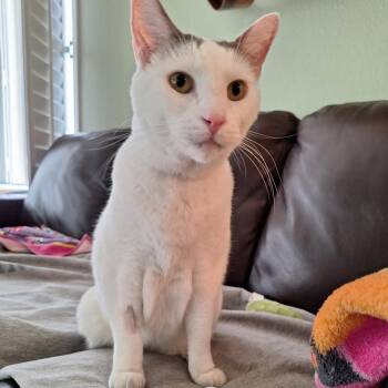 Domestic Short Hair Cats Available for Adoption in Phoenix, Arizona - Soup | PetCurious