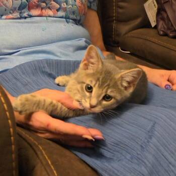 Pawblo -  Domestic Short Hair Cat for Adoption in Grantsville, Utah - Pawblo | PetCurious