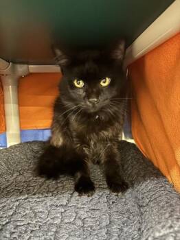 Steve -  Domestic Medium Hair Cat for Adoption in Sherwood, Oregon - Steve | PetCurious