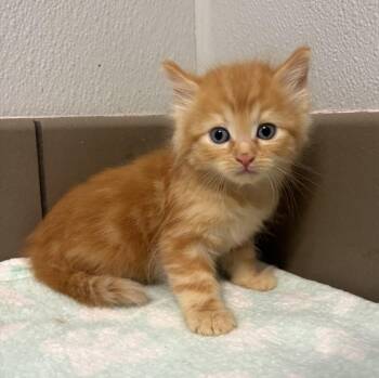 Domestic Long Hair Cats Available for Adoption in Lathrop, California - Big Ben | PetCurious