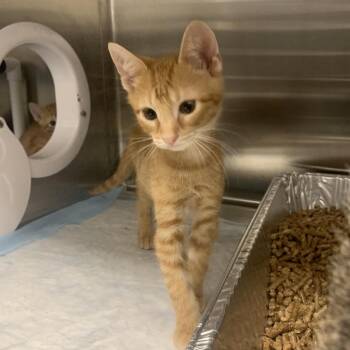 Richie -  Domestic Short Hair Cat for Adoption in West Palm Beach, Florida - Richie | PetCurious
