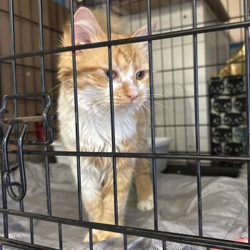 Domestic Medium Hair Cats Available for Adoption in Hinesville, Georgia - Soleil | PetCurious