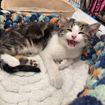 Domestic Short Hair and Tabby Cats Available for Adoption in Antioch, California - Roblox | PetCurious