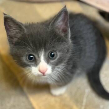Calcifer -  Domestic Short Hair Cat for Adoption in Las Cruces, New Mexico - Calcifer | PetCurious