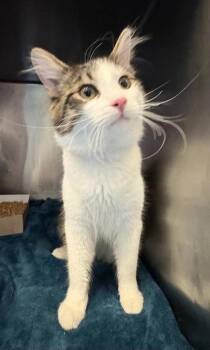 Domestic Short Hair Cats Available for Adoption - 60730855 | PetCurious