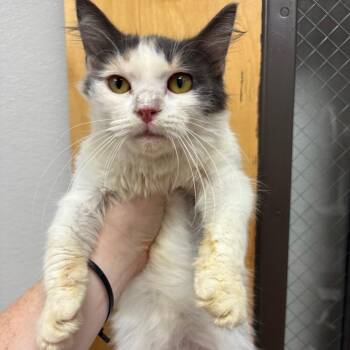 Stardust -  Domestic Short Hair Cat for Adoption in Columbiana, Alabama - Stardust | PetCurious