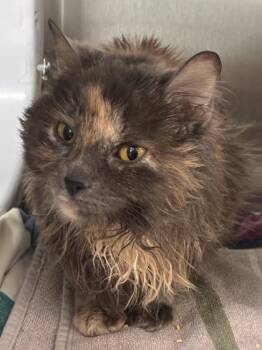 Domestic Medium Hair and Domestic Short Hair Cats Available for Adoption in West Chester, Pennsylvania - Ring | PetCurious