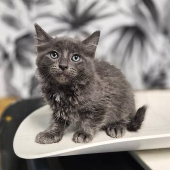 Wiess -  Domestic Medium Hair Cat for Adoption in Wahiawa, Hawaii - Wiess | PetCurious