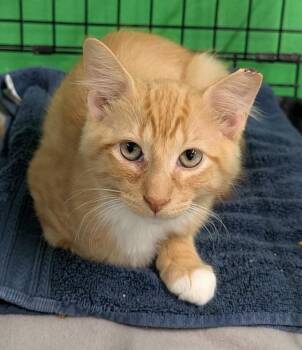 Tippy -  Domestic Short Hair Cat for Adoption in Adrian, Michigan - Tippy | PetCurious