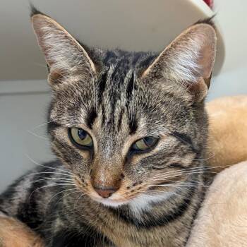 Domestic Short Hair Cats Available for Adoption in Middletown, Rhode Island - Julio | PetCurious