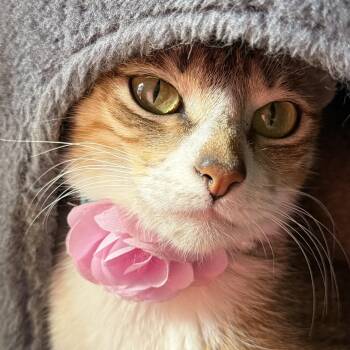 Misha -  Domestic Short Hair Cat for Adoption in Liverpool, Texas - Misha | PetCurious