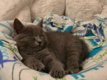 Stormy -  Domestic Short Hair Cat for Adoption - Stormy | PetCurious