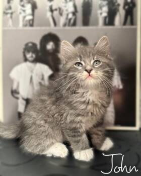 John -  Domestic Long Hair and Domestic Short Hair Cat for Adoption in Morton Grove, Illinois - John | PetCurious