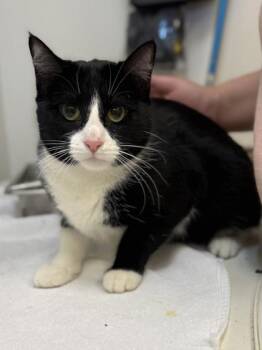 Domestic Short Hair Cats Available for Adoption - Yang | PetCurious