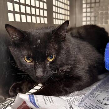 Ebony -  Domestic Short Hair Cat Available for Adoption in Mount Vernon, Indiana - Ebony | PetCurious
