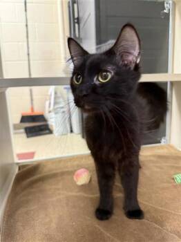 Rescue Domestic Medium Hair and Domestic Short Hair Cats for Adoption in Hutchinson, Kansas - Moe | PetCurious