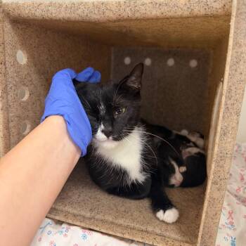 Momma Bailey -  Domestic Medium Hair Cat for Adoption in Philadelphia, Pennsylvania - Momma Bailey | PetCurious