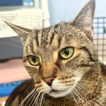 Tommy -  Domestic Short Hair Cat for Adoption in Ithaca, New York - Tommy | PetCurious