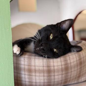 Sharkie -  Domestic Medium Hair Cat for Adoption in Glenwood Springs, Colorado - Sharkie | PetCurious