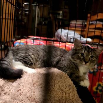 Aurora -  Domestic Long Hair Cat for Adoption in Grantsville, Utah - Aurora | PetCurious