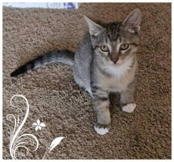 Jordan -  Calico Cat for Adoption in Miami, Oklahoma - Jordan | PetCurious