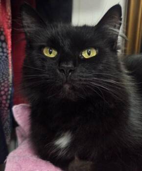 Rescue Norwegian Forest Cat Cats for Adoption in Encinitas, California - Sable (Courtesy Post) | PetCurious