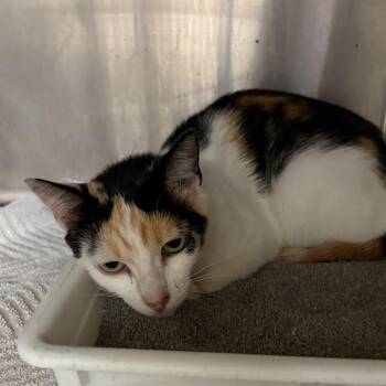 Dolly Purrton -  Domestic Short Hair Cat for Adoption in Evensville, Tennessee - Dolly Purrton | PetCurious