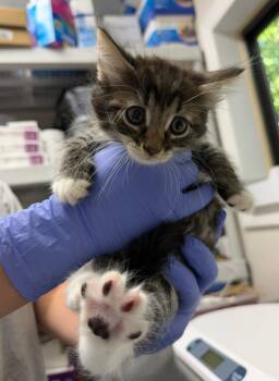 Vronk! -  Domestic Medium Hair Cat for Adoption in Pomona, New York - Vronk! | PetCurious
