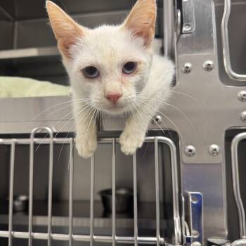 Fondue -  Domestic Short Hair and Siamese Cat for Adoption in Liberty, Missouri - Fondue | PetCurious