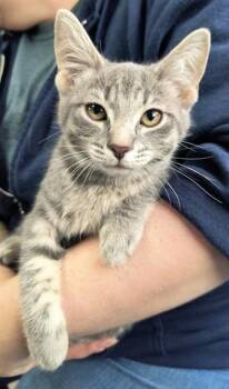 Rescue Domestic Short Hair Cats for Adoption in Canfield, Ohio - HALSEY | PetCurious