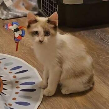 Pearl Tuft -  Domestic Short Hair Cat for Adoption in Eagle Mountain, Utah - Pearl Tuft | PetCurious