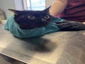 Kushina -  Domestic Short Hair Cat for Adoption in Raleigh, North Carolina - Kushina | PetCurious