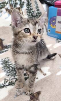 260575  Brangwin -  Domestic Short Hair Cat for Adoption in Wetumpka, Alabama - 260575  Brangwin | PetCurious