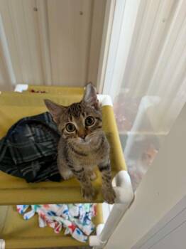 Ben -  Domestic Short Hair Cat for Adoption in Medford, Wisconsin - Ben | PetCurious