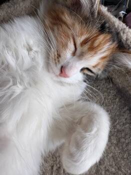Rose -  Domestic Medium Hair Cat for Adoption in Calgary, Alberta - Rose | PetCurious