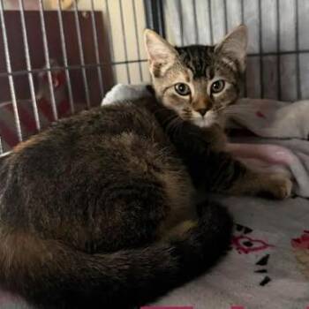 Trixie -  Domestic Short Hair Cat for Adoption - Trixie | PetCurious