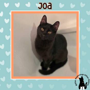 Domestic Short Hair Cats Available for Adoption - Joa | PetCurious