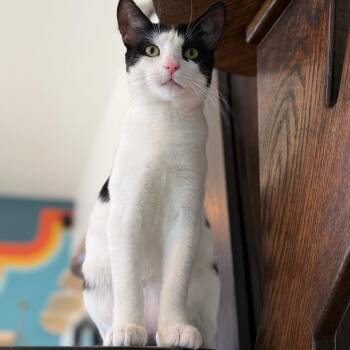 Poppy -  Domestic Short Hair Cat for Adoption in Los Angeles, California - Poppy | PetCurious
