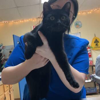 Domestic Short Hair Cats Available for Adoption - Jasper | PetCurious