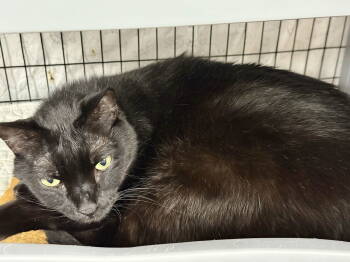 Rescue Domestic Short Hair Cats for Adoption in INDN HBR BCH, Florida - Cesar Flickerman | PetCurious