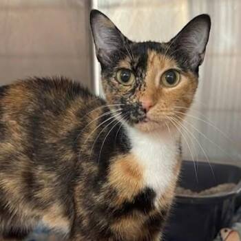 Bell 0159 -  Domestic Short Hair Cat for Adoption in Boca Raton, Florida - Bell 0159 | PetCurious