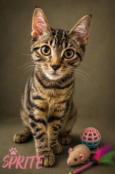 Sprite aka Niki (FCID# 07/23/2026 - 18 Trainer) -  Tabby Cat for Adoption in Greenville, Delaware - Sprite Aka Niki (FCID# 07/23/2026 - 18 Trainer) | PetCurious