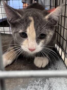 QUEENIE -  Domestic Short Hair Cat for Adoption in Las Vegas, Nevada - QUEENIE | PetCurious