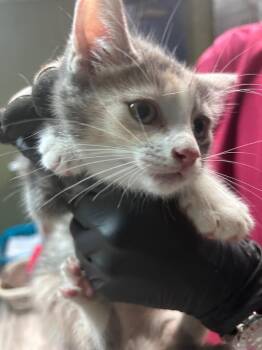 Phoenix -  Domestic Short Hair Cat for Adoption in Sherwood, Arkansas - Phoenix | PetCurious