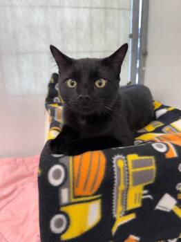 Ricky -  Domestic Short Hair Cat for Adoption in Gillette, Wyoming - Ricky | PetCurious