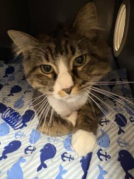 Domestic Medium Hair Cats Available for Adoption - Sir Fluffington  | PetCurious