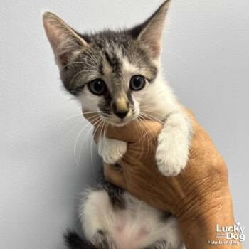 Bogey -  Domestic Short Hair and Tabby Cat for Adoption in Washington, District Of Columbia - Bogey | PetCurious