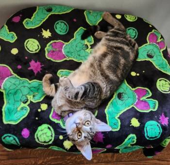 Rescue Tabby Cats for Adoption in Nashville, Tennessee - Natalia (JoJo) | PetCurious