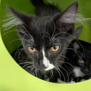Domestic Long Hair Cats Available for Adoption - Doby | PetCurious