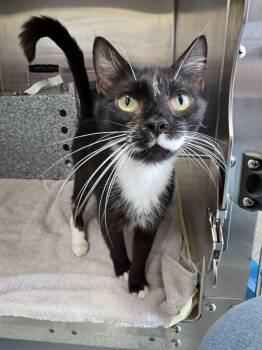 Magpie -  Domestic Short Hair Cat for Adoption in Umatilla, Florida - Magpie | PetCurious